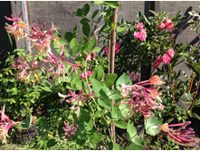 ��������� �������� �����