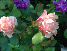 ��� �����