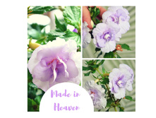 Made in hev — �����.jpg