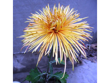 ��������� �������