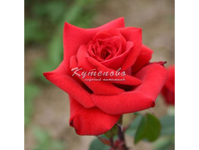 ���� ����� ��������� ���� ��� ������ � ������� 180�