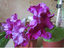 ������������� "���������"