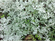 ������ �������� ������� �������