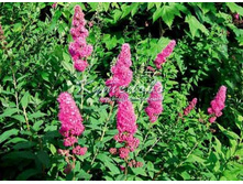 ������ ���������� ��������130�