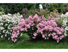 ������� ���� Heavenly Pink (274)