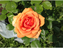 ���� �����