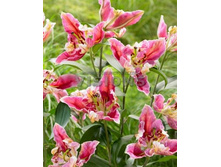 ����� ��������� ������ PINK PARROT CARRIBA (40)