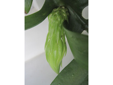Selenicereus chrysocardium
