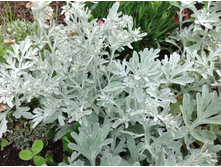 ������ �������� ������� �������