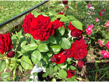 ���� ������