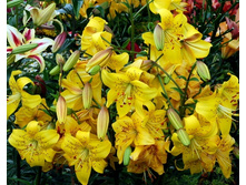 ����� ������������ ����� PEARL JENNIFER (37)