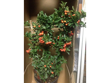 ��������� (Pyracantha) - 400 ���.