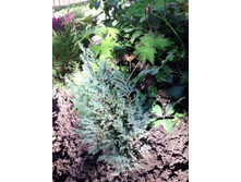 IMG 20170917 091944.jpg