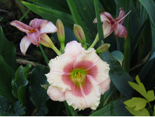 �������� Janice Brown (������ �����)