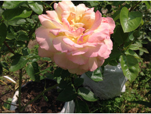 ���� ������ ���