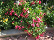 589cbdd1299a6 img0520.jpg