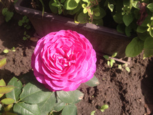 ���� "Heidi Klum"