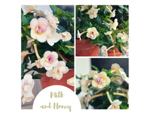 Bianco Natalie (2) — �����.jpg