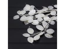 11-0049� ����� �� �������� (3)-1000x1000.jpg