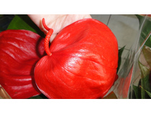 �������� ������� ��� �������� - 550- 650 ���.