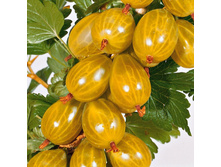 ��������� ���� ������� ������ 321�