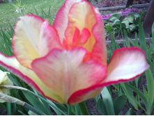 IMG 20170604 115958.jpg