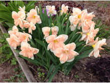 ������� ������� ����