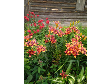 IMG 20180721 085158.jpg