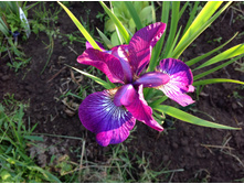 ���� ��������� ��������� ����