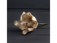 �������� �� � �̣��.���� (������./���.)