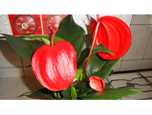 �������� ������� ��� ��������