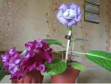 ������������� "���������" � ����� "�����"