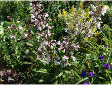 ��������� ��������������