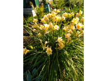 IMG 20180801 072423.jpg