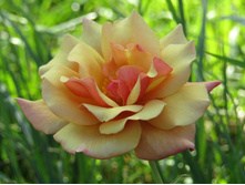 ���� "Belle Epoque"