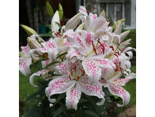 ����� ��������� ������ EXTRAVAGANZE (34)