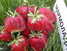 ��������� 72�   ����� �������, ��������� �����.