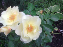 IMG 20160822 101517.jpg