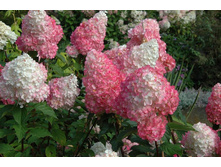 ��������� ����������� ���� ���� ���� � ������� 296�