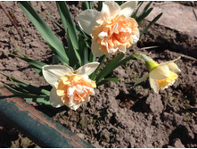 ������� ������ �������