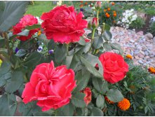 586ea1e99e4fa img4283.jpg