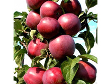 ������ ������������� ���� ��������� �4  627�