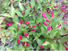 IMG 20170702 122506.jpg