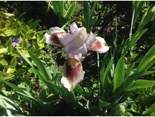 ���� ������ Serendipity eif