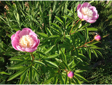 ���� ���� �� �����