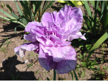 ���� ��������� ���� �������