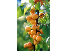 ������� ���� ������� �4 -500�