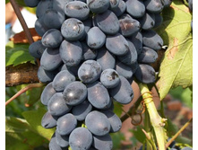 �������� �������� ���� ������� ���� 294�