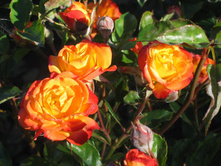 ���� ���������� ���� ����� � ������� 180�