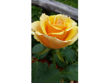 Image (64).jpg